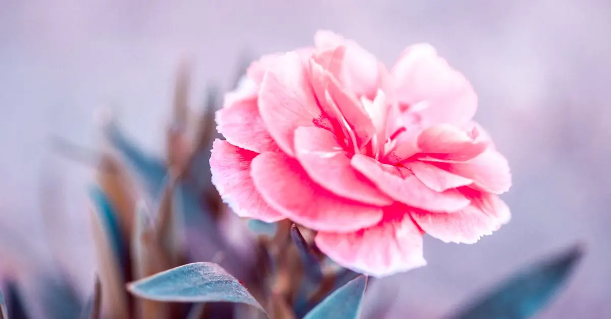 Jardinage pour Débutants : Les Erreurs à Éviter